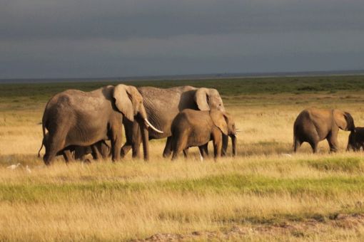 African Quest Safaris